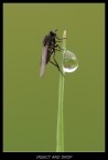 Drop and insect