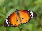 Butterfly 3 Danaus plexippus (Linneo) Butterfly 3 Danaus plexippus (Linneo)