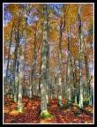 .:Foresta del Cansiglio #5:. .:Foresta del Cansiglio #5:.