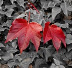 rosso