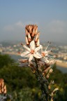primavera anticipata primavera anticipata