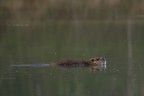 Nutria