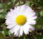 Flower 02 - Margherita