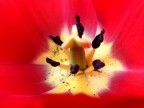 tulipano tulipano