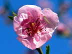 E' Primavera E' Primavera
