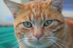 red cat red cat