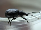 cimice o scarabeo? cimice o scarabeo?