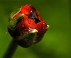 Ranunculus acer . Ranunculus acer .
