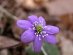 epatica epatica