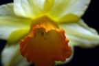 Secondo narciso Secondo narciso