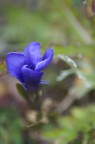 fiore fiore