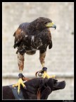 Rapace Rapace