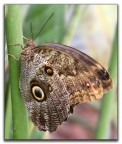 Butterfly 5 Caligo memnon Butterfly 5 Caligo memnon