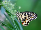 Papilio demodocus Papilio demodocus