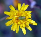 Nel fiore Nel fiore