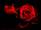 Rose - un "errore" nell'elaborazione!!!! Rose - un "errore" nell'elaborazione!!!!