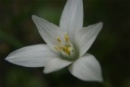 fiore sfondo omogeneo fiore sfondo omogeneo