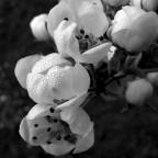 All'alba. Rugiada di sogno