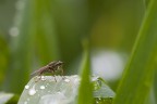 Insect Insect