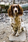 Springer Spaniel
