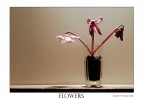 flowers (remake) flowers (remake)