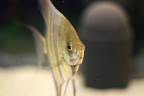scattare una foto ad un pesce che si muove in continuazione non � semplice,aggiunta la mia inesperienza questo � il risultato,a voi commenti e giudizi(sono ben graditi si intende)