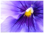 Viola Viola