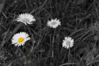 Colori in bianco e nero Colori in bianco e nero
