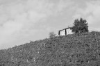 solitaria solitaria