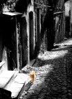 Gatto a colori Gatto a colori