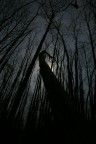 Foresta Oscura Foresta Oscura
