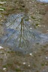 riflesso riflesso
