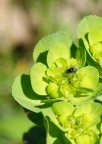 moscerino su fiore moscerino su fiore