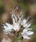very strange flower