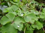 gocce d'acqua...sulle foglie gocce d'acqua...sulle foglie
