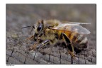 buzz buzz