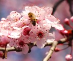 Primavera Primavera