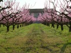 primavera primavera