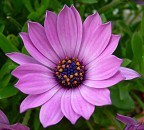 fiori di Dani