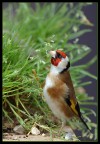 cardellino cardellino