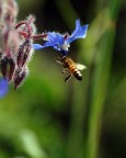 Affioraggio su borragine Affioraggio su borragine