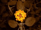 buona notte...buona notte... buona notte...buona notte...