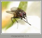 moscerino moscerino