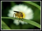 Moschina gialla Moschina gialla