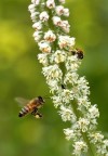Bzzz... Bzzz...