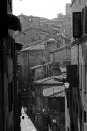siena siena