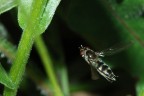 In Volo In Volo