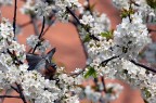 Sveglia, � primavera!