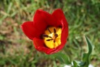 Singolo Tulipano Singolo Tulipano