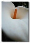 Calla Calla